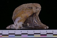 藏品(膨肚鶯蛤)的圖片